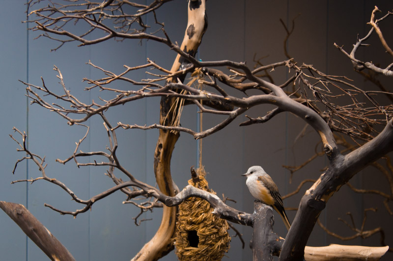 national aviary pittsburgh