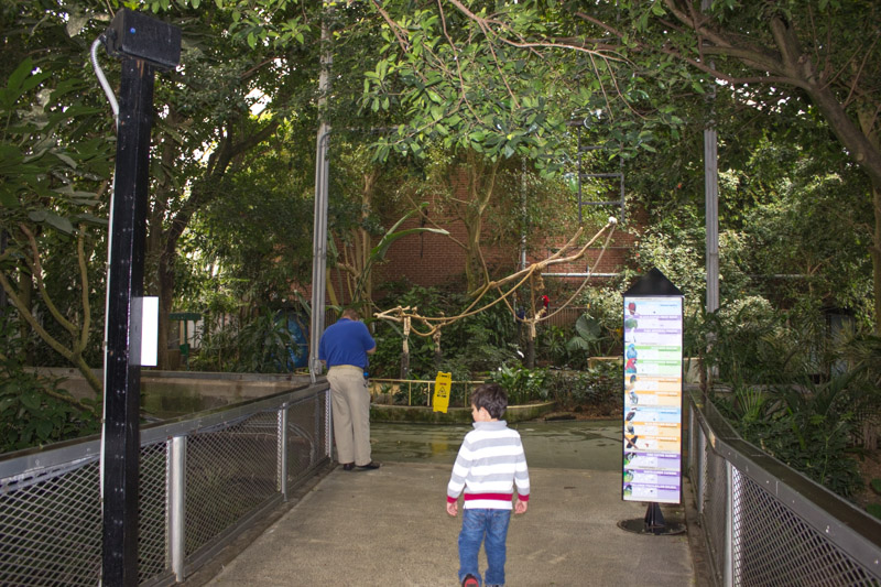 tropical rain forest 