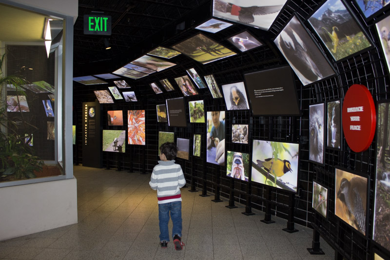 canary's call national aviary 