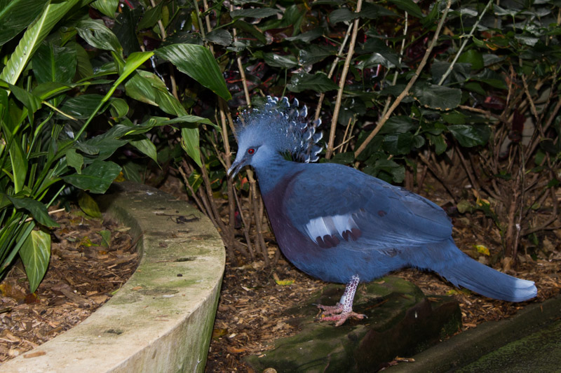 national aviary 