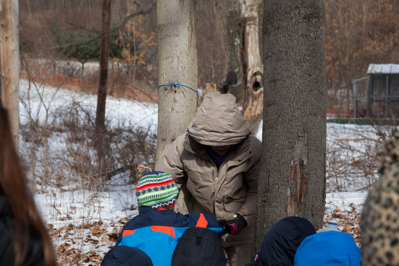 pittsburgh maple festival