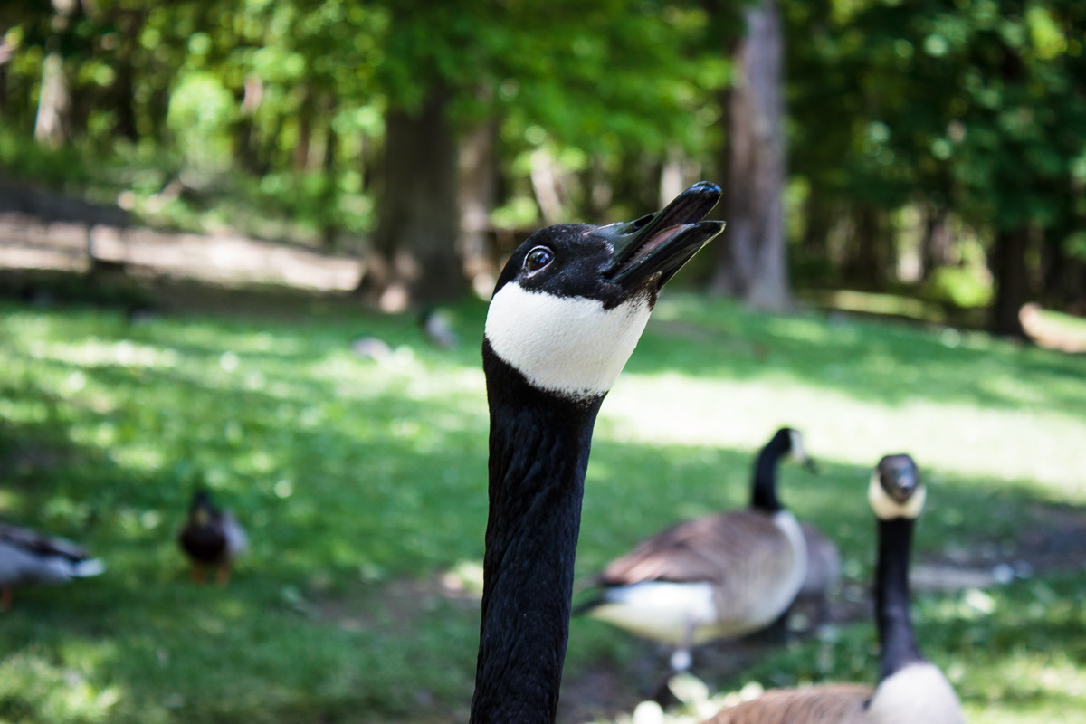 south park game preserve