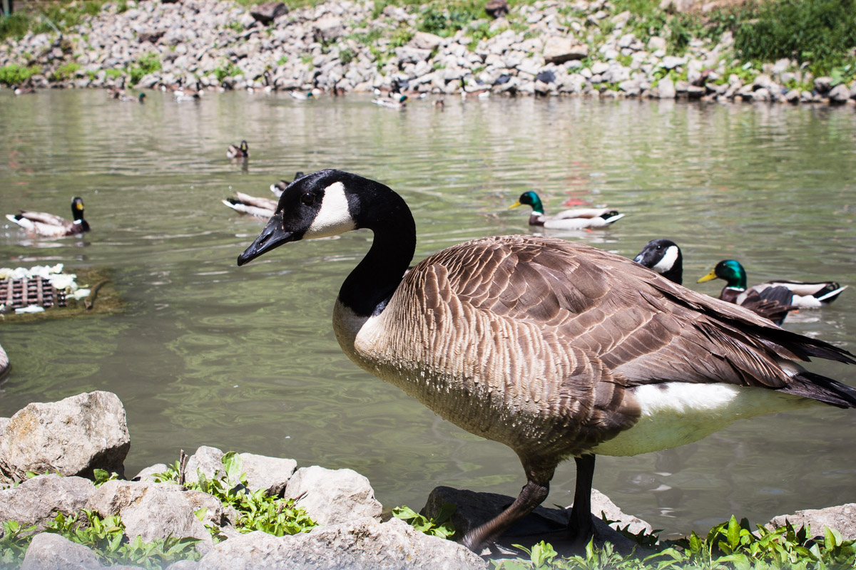 south park game preserve
