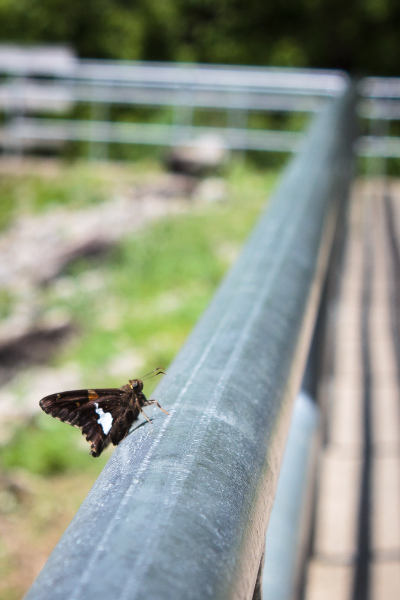 south park game preserve