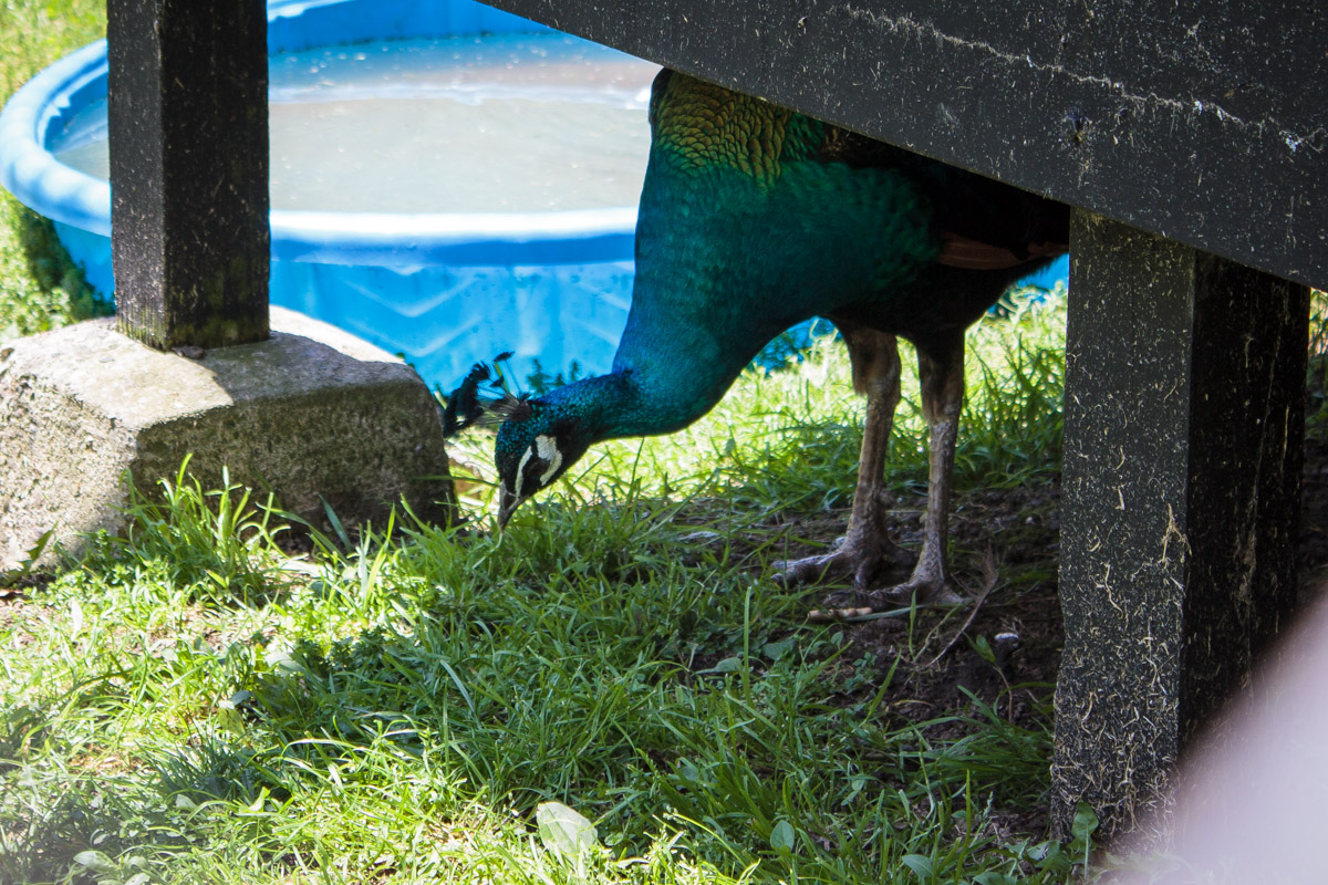 south park game preserve