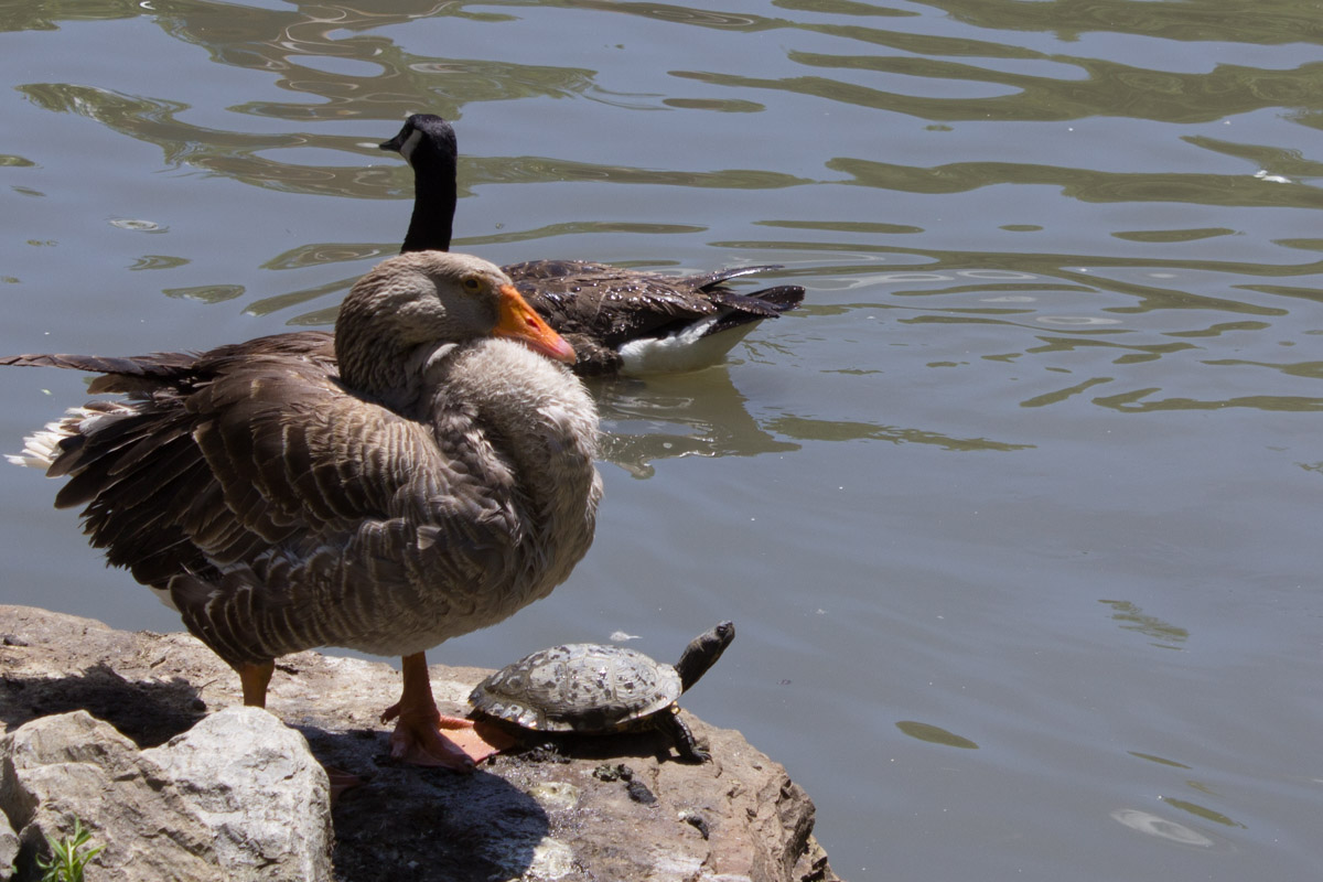 south park game preserve