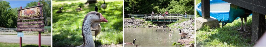 south park game preserve