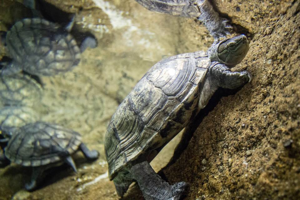 Columbus Zoo Turtle