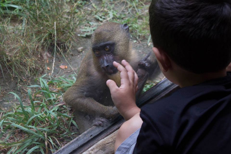 Columbus Zoo monkey 2