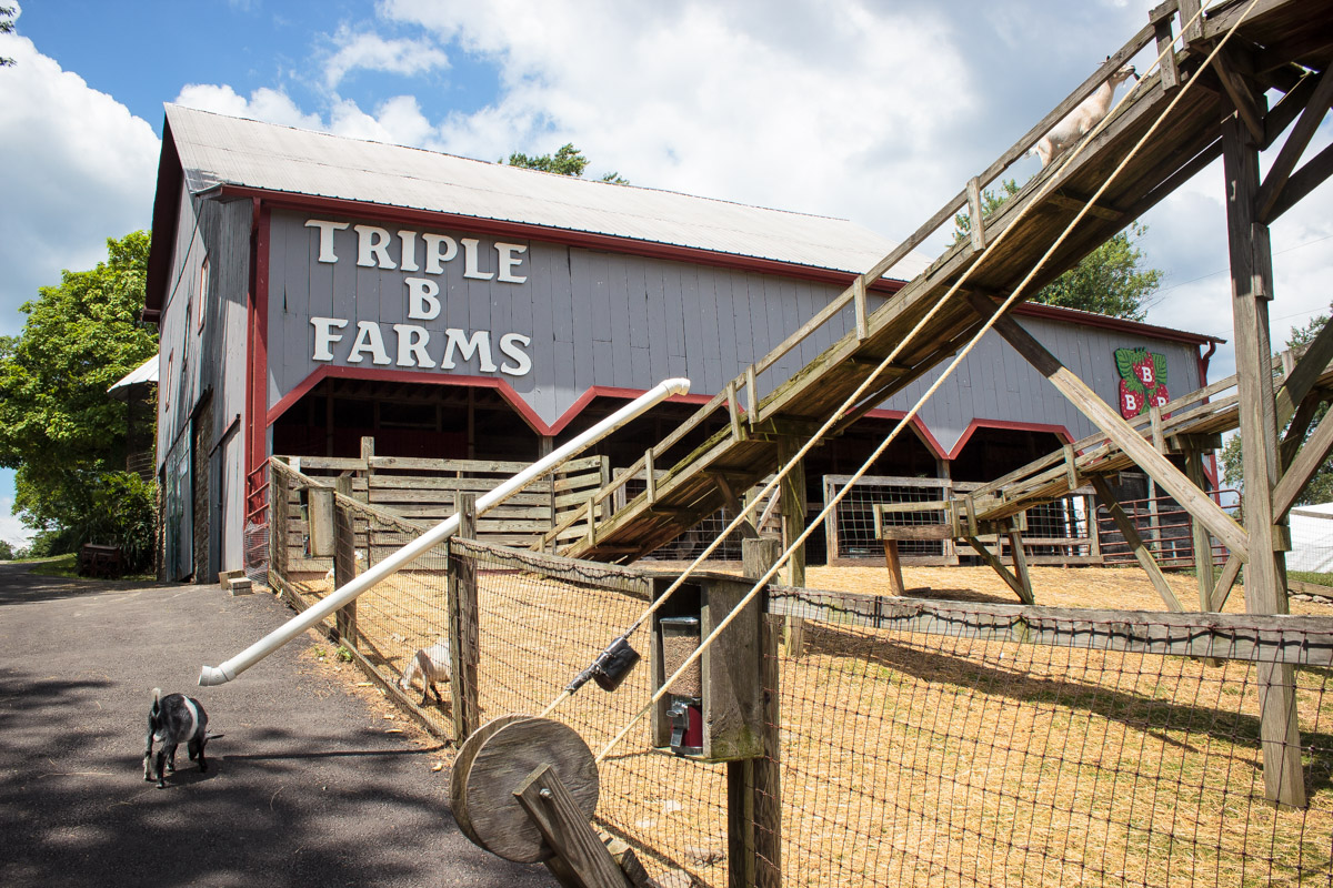 triple b farms