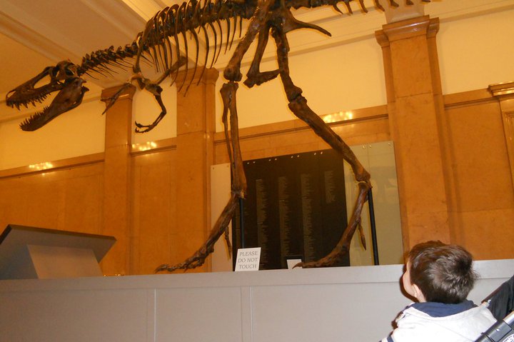 carnegie museum of history